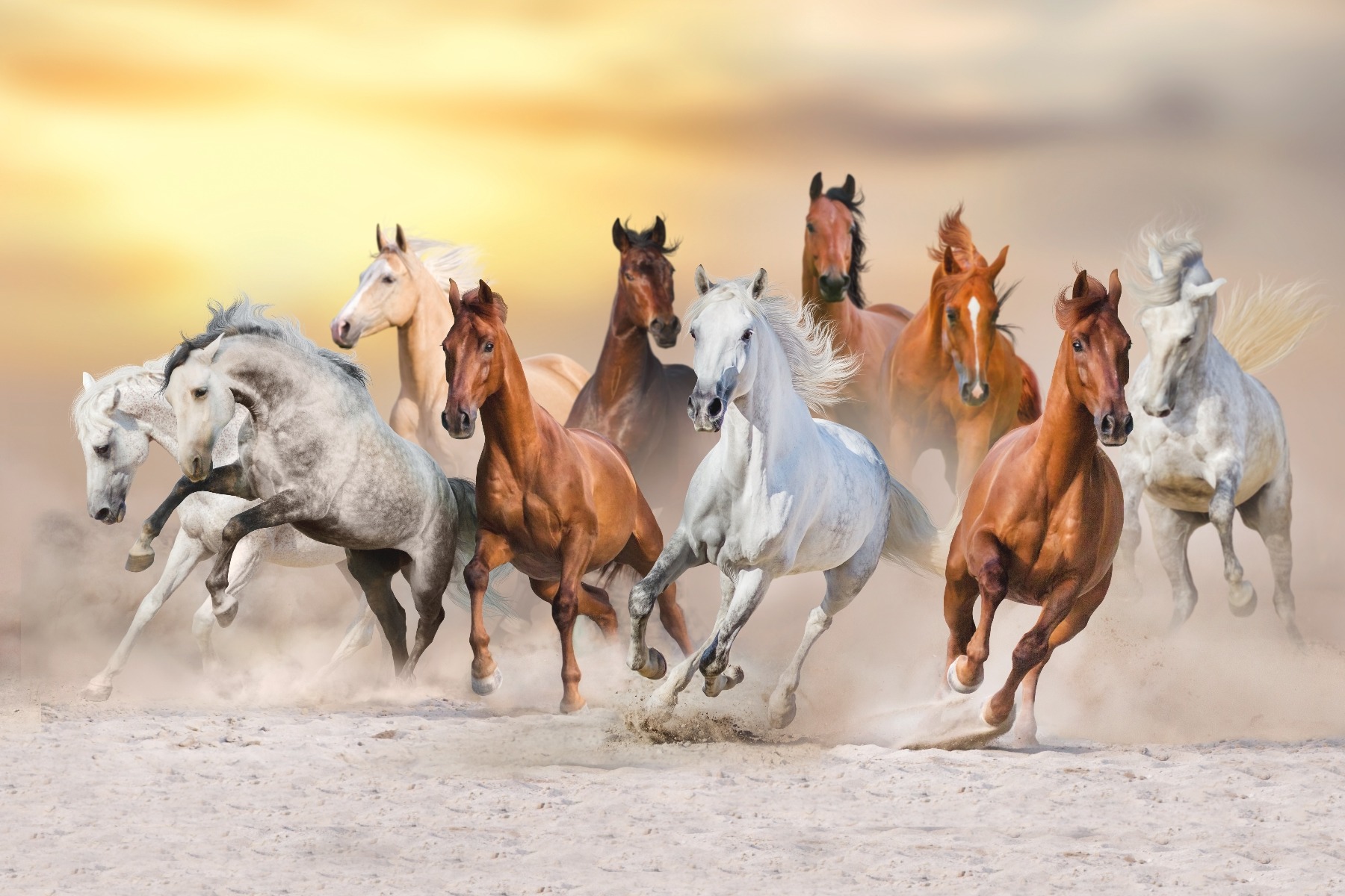 Top 999+ Seven Horses Wallpaper Full HD, 4K✓Free to Use